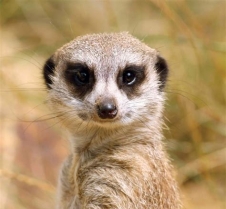 DelawareMeerkat